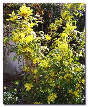 Магония падуболисгная (Mahonia aquifolium)