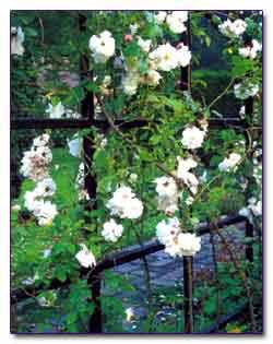 Плетистая роза Adelaide d'Orleans
