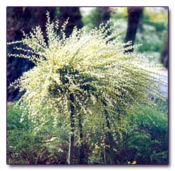 Усыпанные цветками ветви ракитника кьюкского (Cytisus х kewensis) похожи на струи фонтана