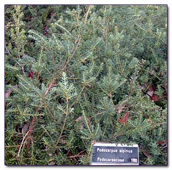 Ногоплодник альпийский – Podocarpus alpinus