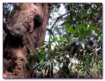 Ногоплодник олеандролистый – Podocarpus neriifolius