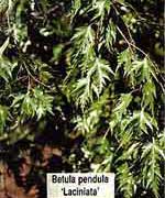 Береза повислая Лациниата - Betula pendula Laciniata