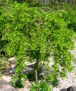 Акация желтая повислая - Caragana arborescens Pendula