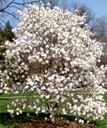 Магнолия звездчатая - Magnolia stellata