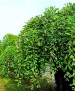 Ива козья повислая - Salix caprea Pendula