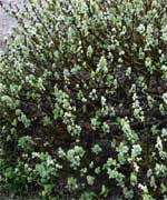 Ива мохнатая - Salix lanata